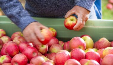Pink Lady Europe: Vielversprechende Ernteprognose