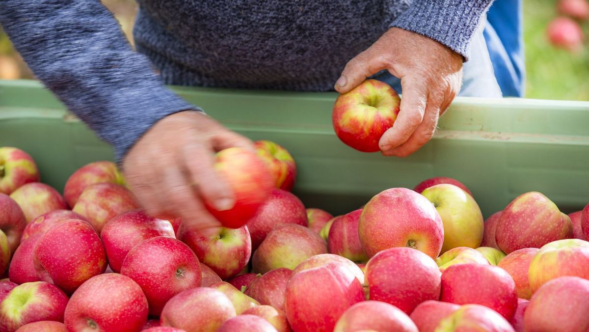Pink Lady Europe: Vielversprechende Ernteprognose