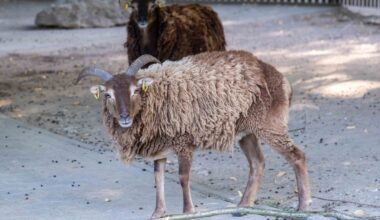 Neuer Zuchtbock im Bielefelder Tierpark Olderdissen