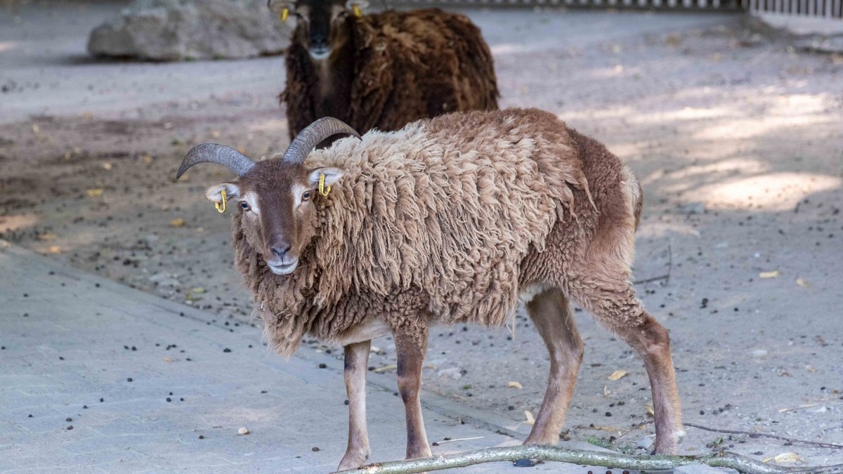 Neuer Zuchtbock im Bielefelder Tierpark Olderdissen