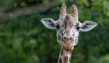 Münchner Tierpark trauert: Giraffe Bahati stirbt unerwartet