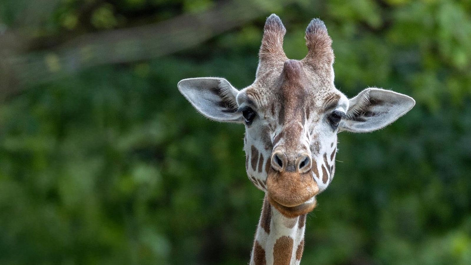 Münchner Tierpark trauert: Giraffe Bahati stirbt unerwartet