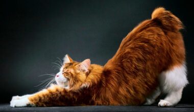 Vom Urknall bis zum Rand der Katzenwelt: Wissenschaftsbücher für den Herbst - Forschung