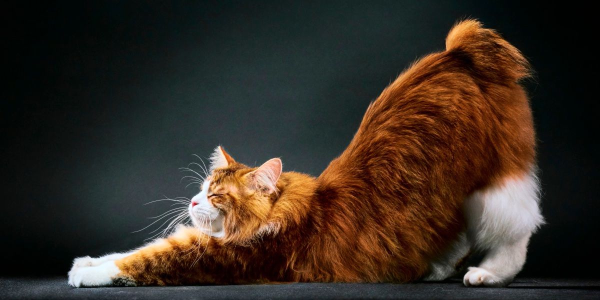 Vom Urknall bis zum Rand der Katzenwelt: Wissenschaftsbücher für den Herbst - Forschung