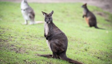 Entsprungenes Känguru ist wieder da – und hüpft sogar durchs Video