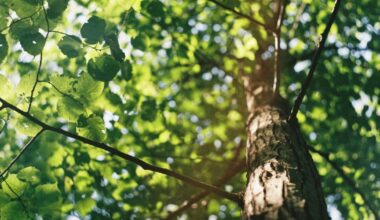 Lohr: Sendelbacher Linden erfolgreich gekürzt