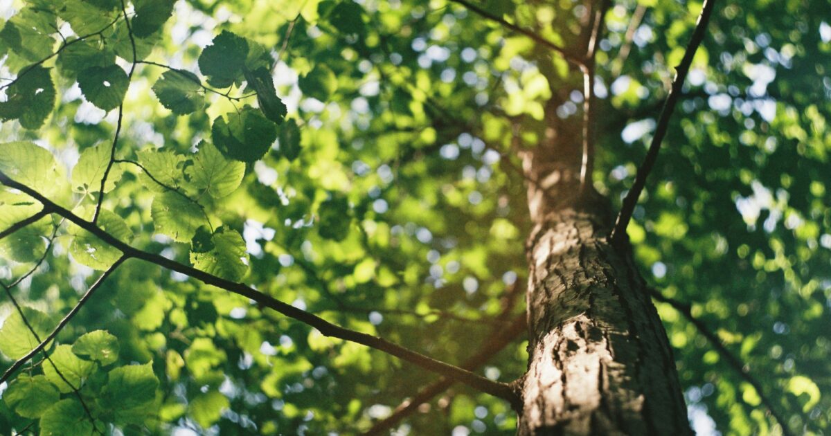 Lohr: Sendelbacher Linden erfolgreich gekürzt
