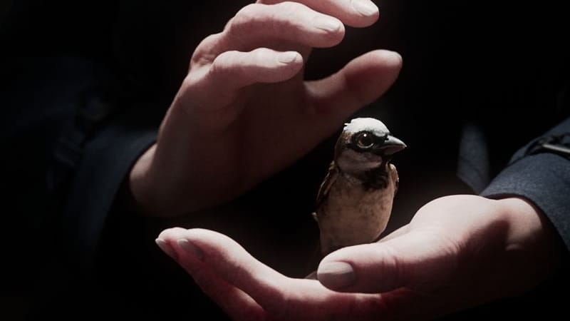 Der Kurzfilm "A Sparrow's Song" gehörte zu den großen Gewinnern der Preisverleihung.