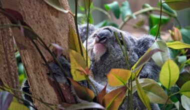"Mandie" ist im Zoo Leipzig zurück! Doch es gibt traurige Nachrichten