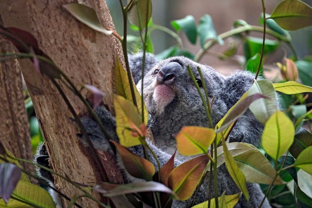 "Mandie" ist im Zoo Leipzig zurück! Doch es gibt traurige Nachrichten