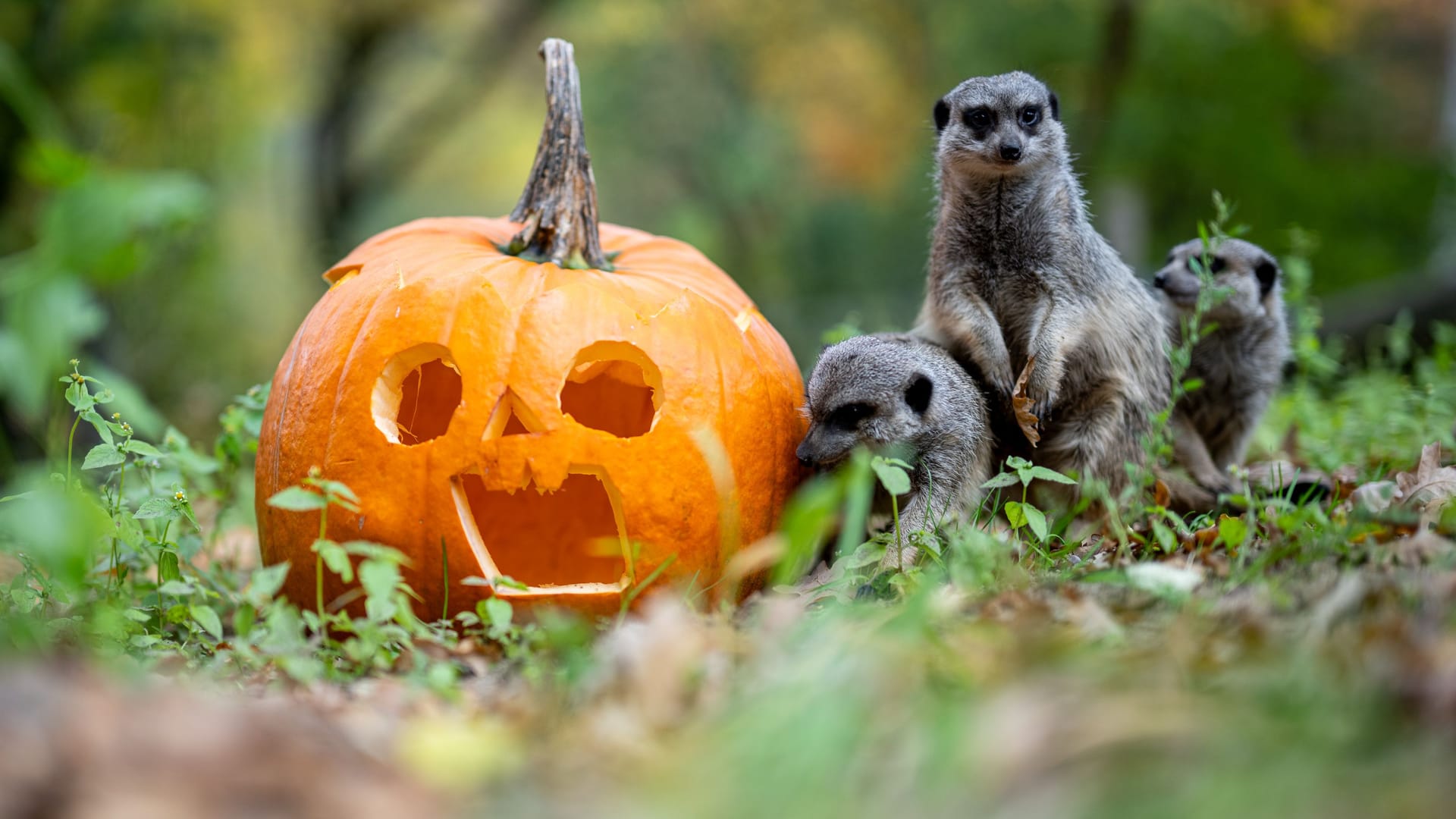 Die Erdmännchen und Fuchsmangusten im Tiergarten neben einem Kürbis: Am Freitag sind im ganzen Zoo Kürbisse verteilt. Die Erdmännchen und Fuchsmangusten im Tiergarten neben einem Kürbis: Am Freitag sind im ganzen Zoo Kürbisse verteilt.