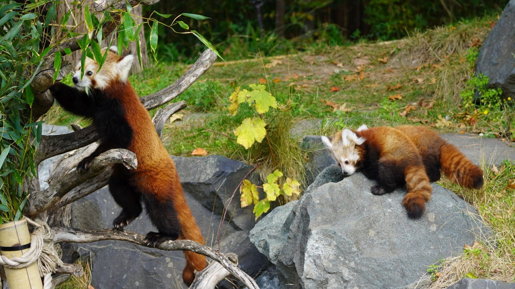 Die Mutter und die beiden Jungtiere können nun im Zoo beobachtet werden.