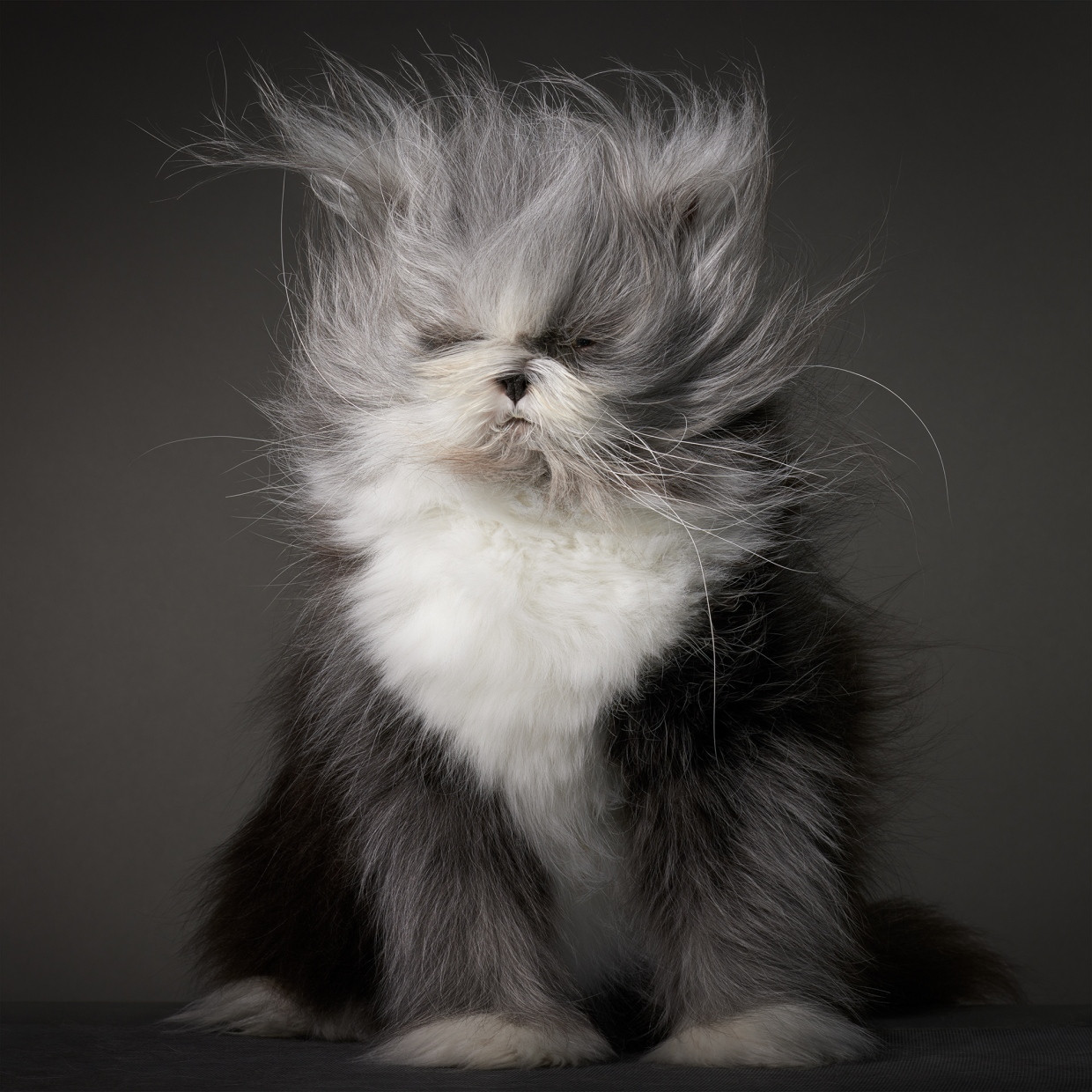 Die Perserkatze Atchoum hat Hypertrichose, weswegen ihr Fell besonders lang wächst. Atchoum ist auch ein Internetstar. Ihr Instagram-Account findet sich unter @atchoumthe-cat