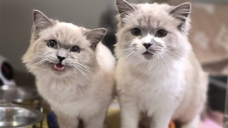 Diese beiden Katzen wurden in der Region Hannover ausgesetzt.
