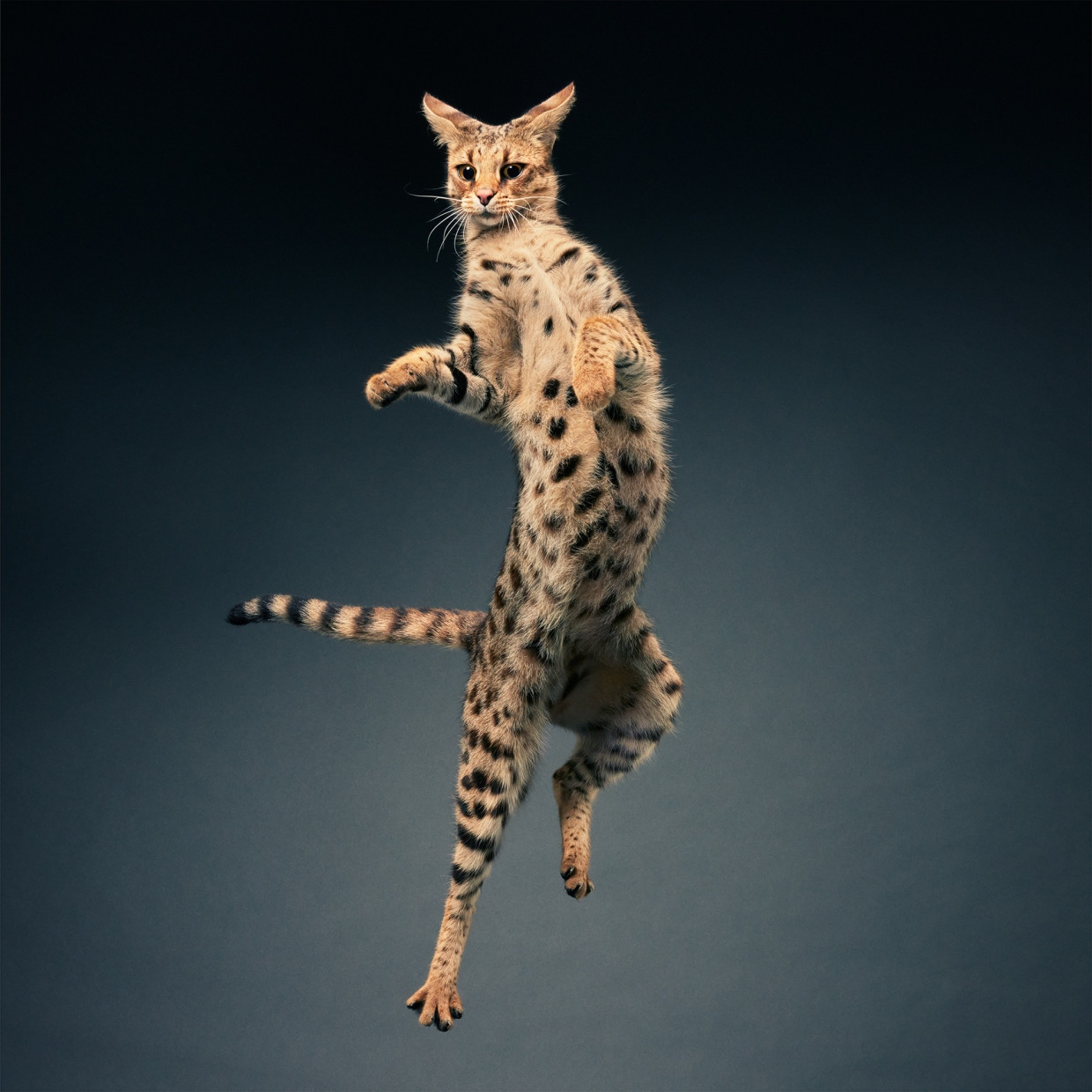 Diese Savannah-Katze heißt Mulan. Die Savannah sieht dem Serval ähnlich, vor allem Nachkommen der ersten Generation, die aus der Kreuzung eines Servals mit einer Hauskatze stammen. Sie verlangen viel Aufmerksamkeit, und wenn man sie allein lässt, können sie eine Menge Schaden anrichten.
