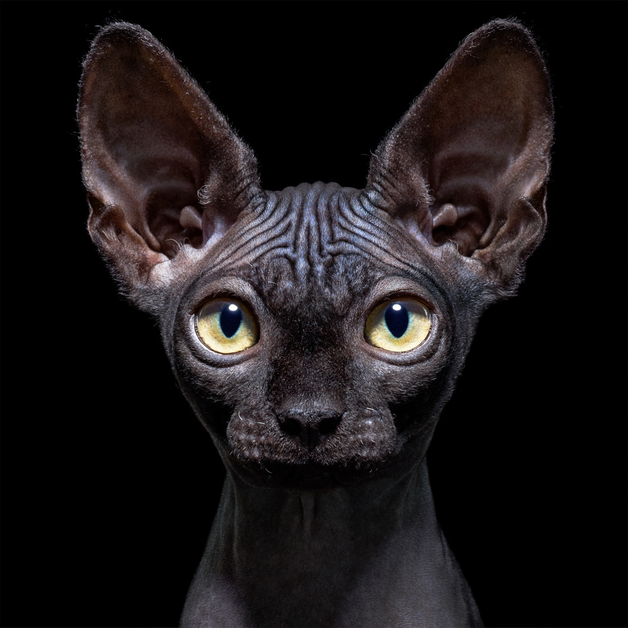 Diese zehn Wochen alte Sphinx-Katze heißt Meadow. Da Haarlosigkeit ein rezessives Merkmal ist, das zwei Kopien der Mutation erfordert, erben Nachkommen von Sphinx-Katzen, die mit anderen Rassen gekreuzt werden, nur eine einzige Kopie und haben ein normales Fell. Nur wenn zwei Katzen der ersten Generation (F1-Generation) gekreuzt werden, kann es zu haarlosen gemischtrassigen Katzen kommen.