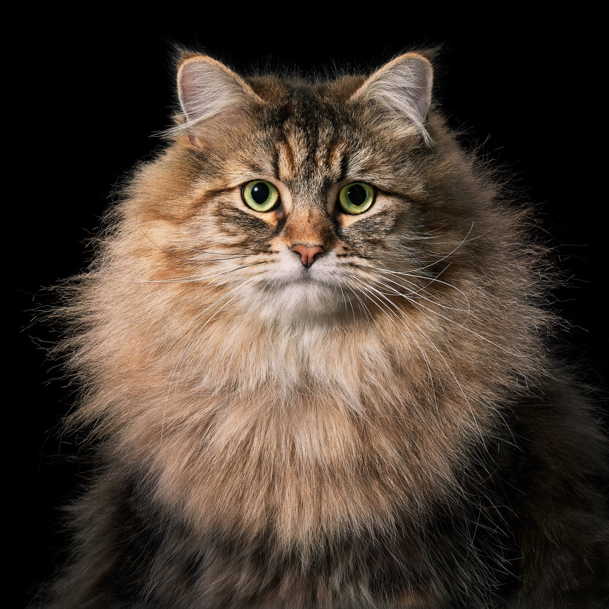 Dieser sibirische Kater heißt Neville. Die berühmte russische Langhaarkatze wird als kräftig, mit dichtem Fell, kurzen Beinen, einer starken Mähne und großen, buschig behaarten Ohren beschrieben. Vermutlich entwickelten sich diese Merkmale bei russischen Katzen durch natürliche Selektion, weil es dort bitterkalt werden kann.
