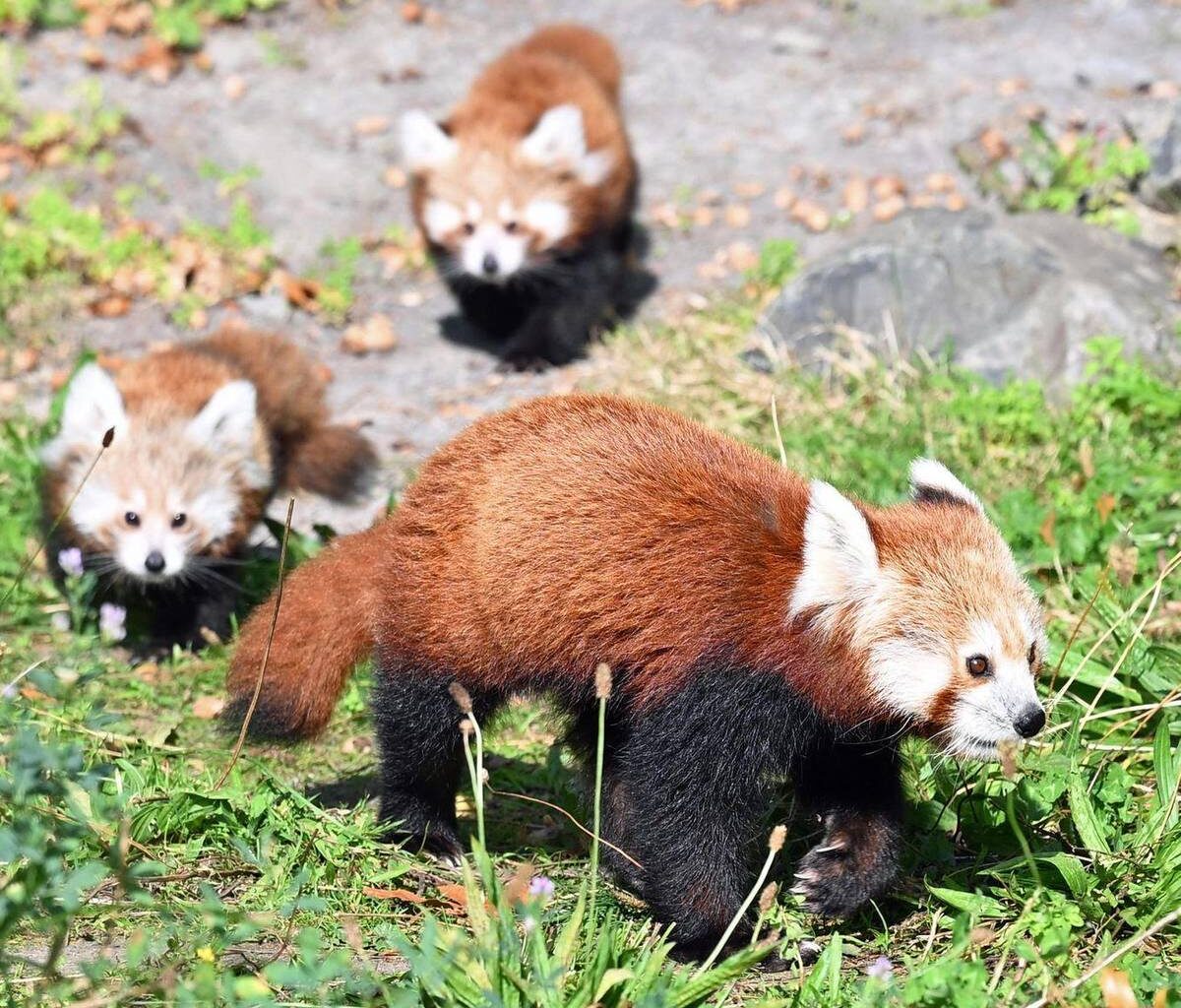 Zwillingsnachwuchs bei seltenen Kleinen Pandas in Hannover
