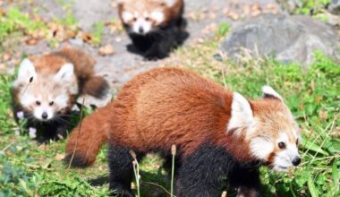 Zwillingsnachwuchs bei seltenen Kleinen Pandas in Hannover