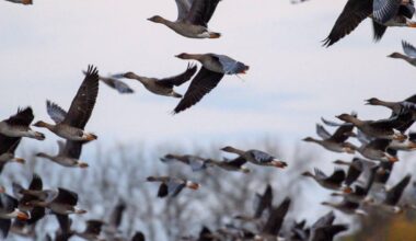 Vogelzug verschärft Virusgefahr – 400.000 Nutztiere getötet