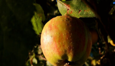 Apfelsammelaktion im Landkreis Wolfenbüttel bringt über 1.200 Liter Saft