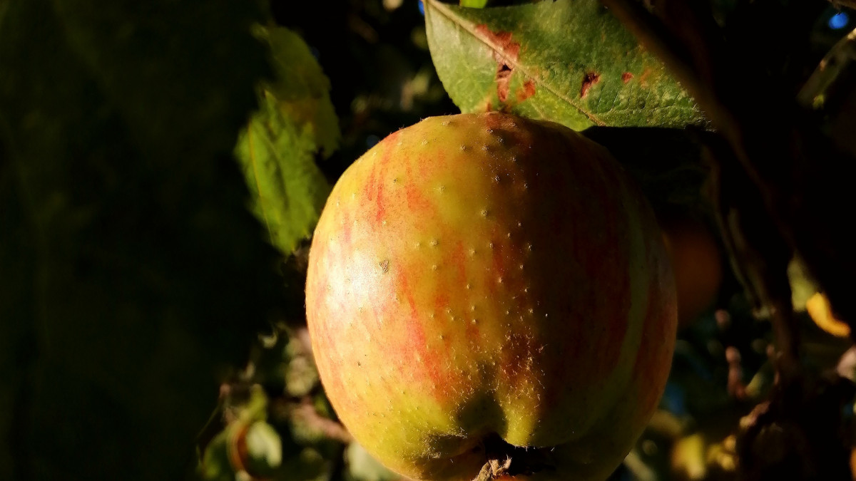 Apfelsammelaktion im Landkreis Wolfenbüttel bringt über 1.200 Liter Saft