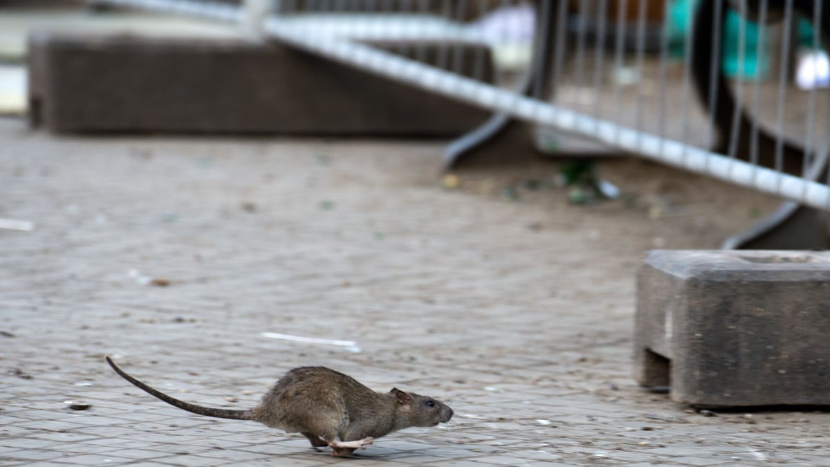 Selbst Stuttgart tut sich mit dem Kampf gegen die Nager schwer