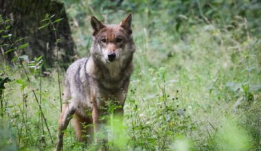 Beim Gassigehen: Frau in Hamburg trifft auf Wolf