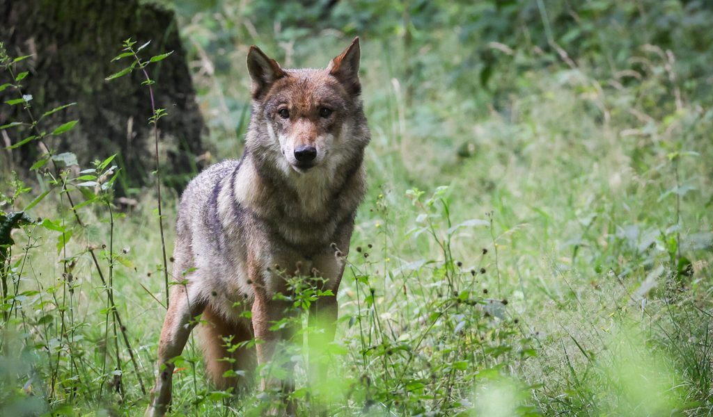 Beim Gassigehen: Frau in Hamburg trifft auf Wolf