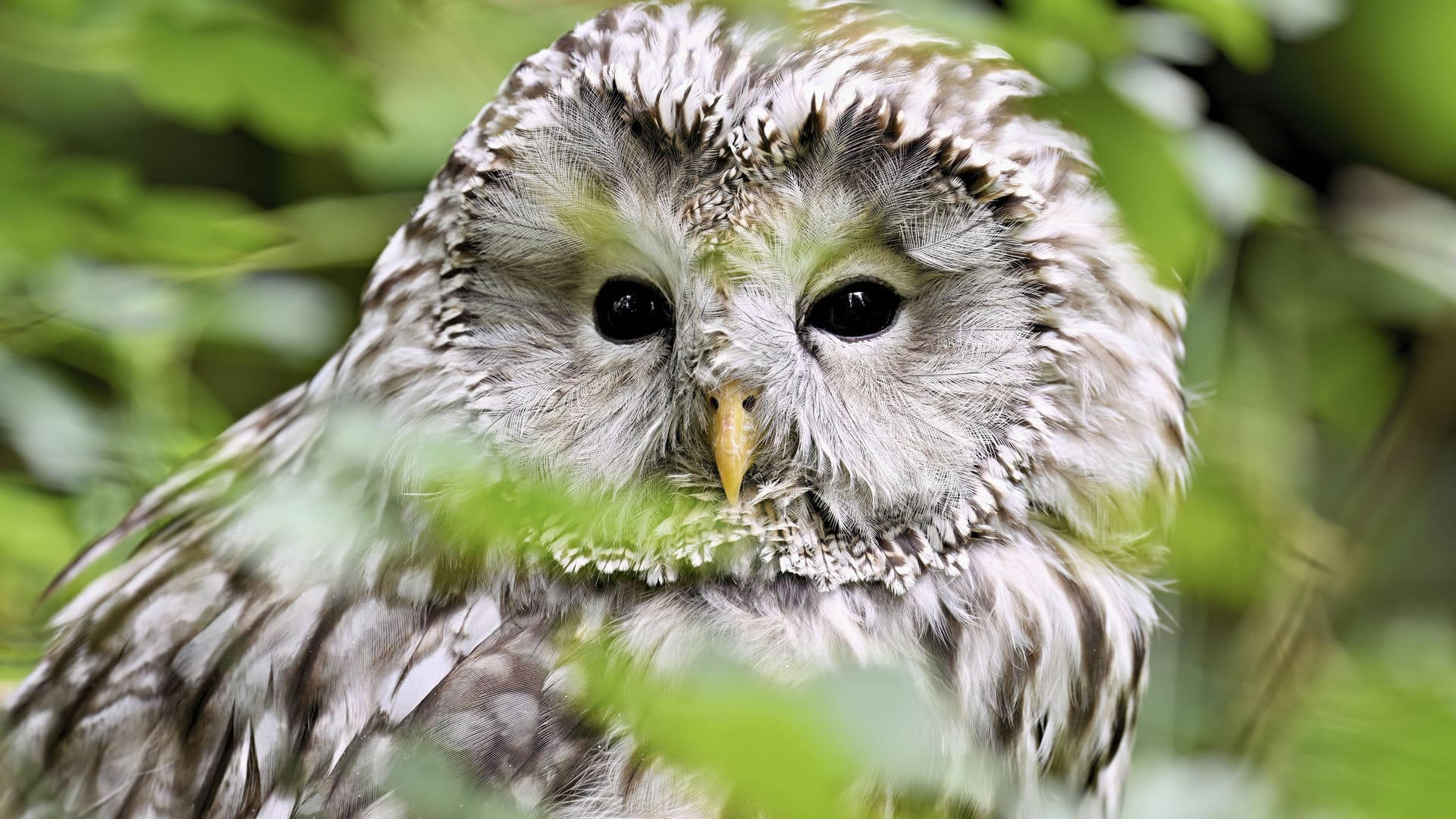 Ein Habichtskauz (Archivbild): Die Vögel sind Anfang Mai dieses Jahres im Nürnberger Tiergarten geschlüpft. Ein Habichtskauz (Archivbild): Die Vögel sind Anfang Mai dieses Jahres im Nürnberger Tiergarten geschlüpft.