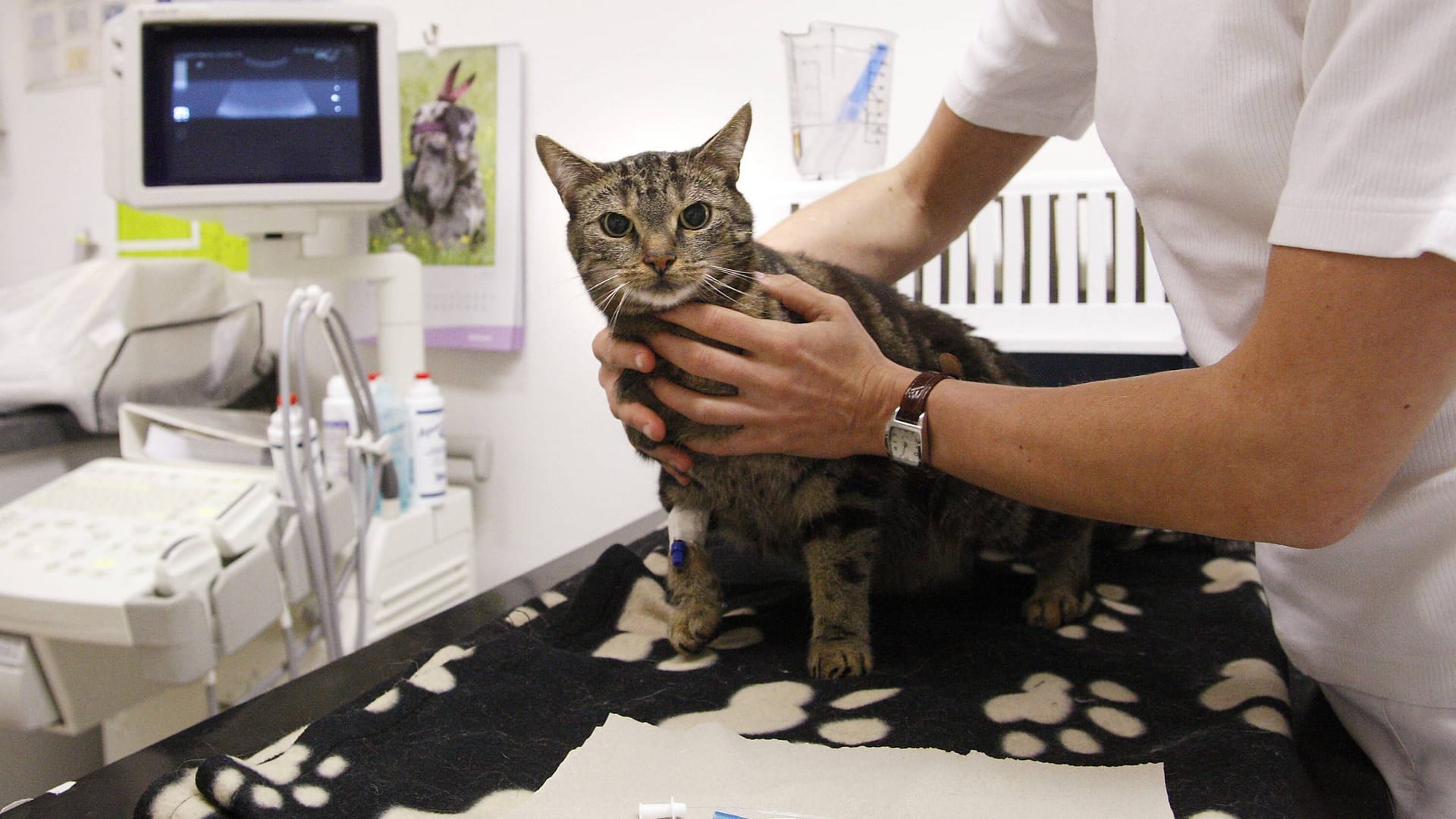 Eine Katze wird in einer Tierklinik behandelt (Symbolbild): Das Tier kämpft um sein Leben. Eine Katze wird in einer Tierklinik behandelt (Symbolbild): Das Tier kämpft um sein Leben.