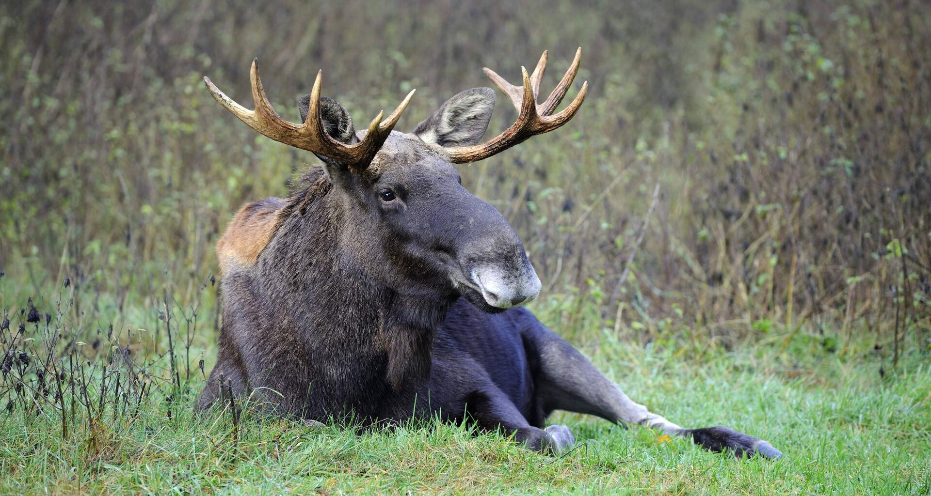 Ein Elchbulle liegt auf einer Wiese in Polen.