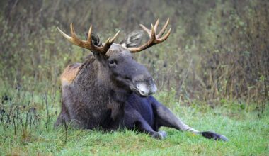 Ein Elchbulle liegt auf einer Wiese in Polen.