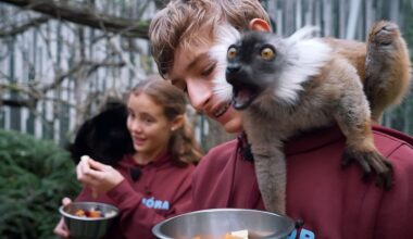 Teenie-Alarm bei neuer Staffel von Elefant, Tiger und Kids
