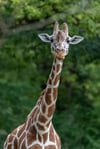 Das Giraffenweibchen im Zoo.