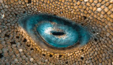 Unglaubliche Aufnahme: Erraten Sie, was dieses Foto zeigt? | News