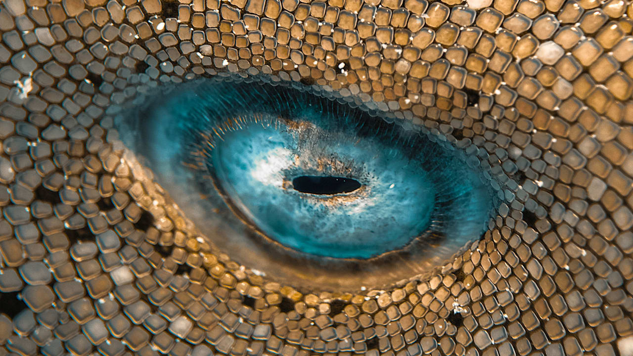 Unglaubliche Aufnahme: Erraten Sie, was dieses Foto zeigt? | News