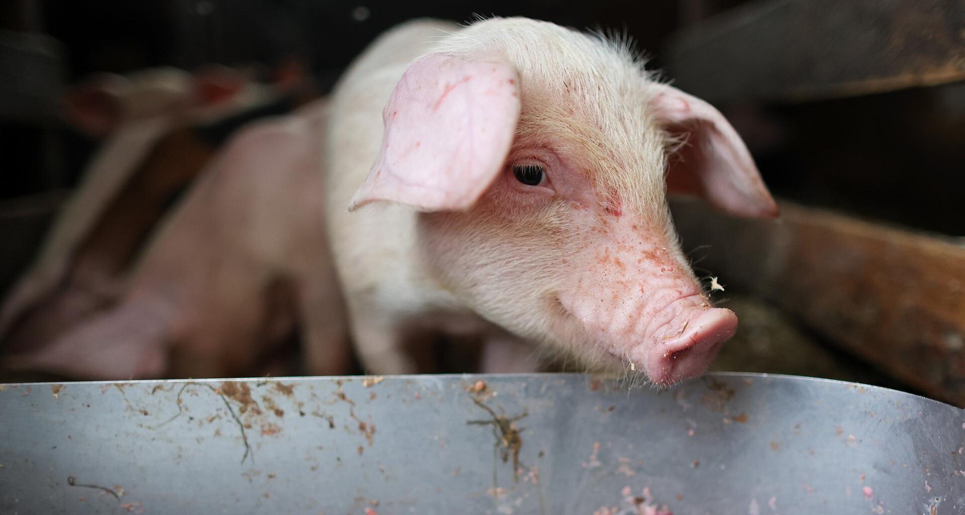 Ein Ferkel lugt über einen Futtertrog.