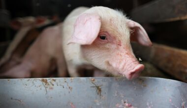 Ein Ferkel lugt über einen Futtertrog.