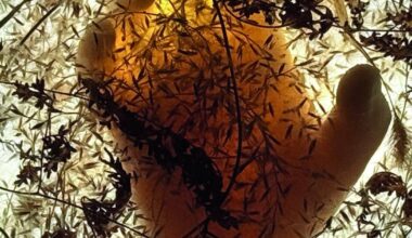 Fidem - Our Myths, Our Roots