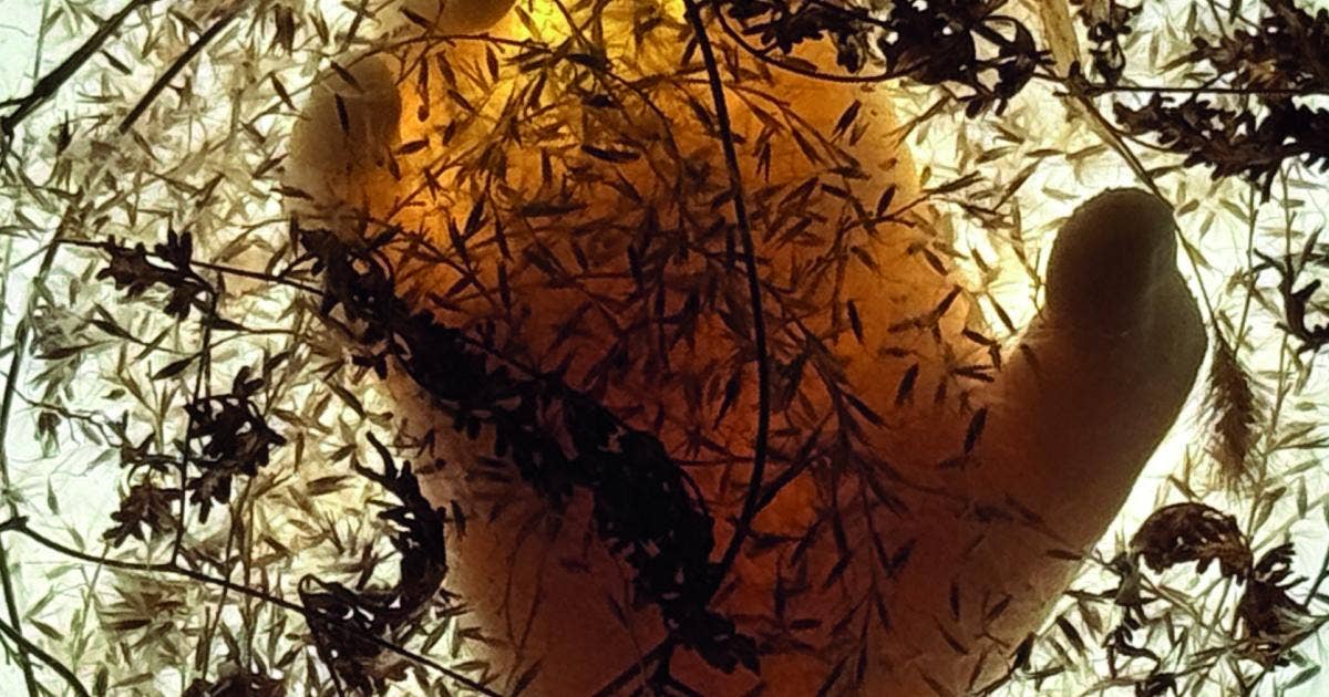 Fidem - Our Myths, Our Roots