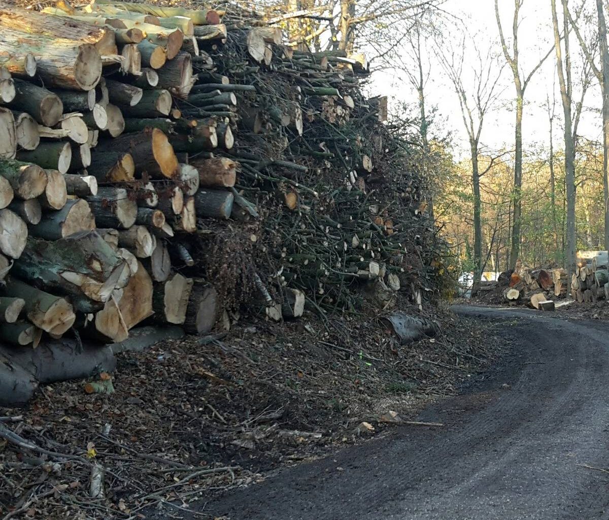 Waldjugendspiele in Essen mit Parcours