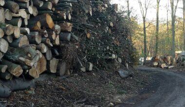 Waldjugendspiele in Essen mit Parcours