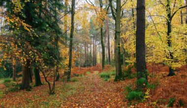 „FutureForests“ erforscht Europas Wälder im Wandel – Universität Innsbruck