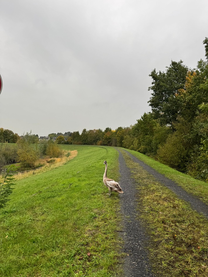 FW-DO: Jungschwan in Dortmund-Scharnhorst aus misslicher Lage befreit