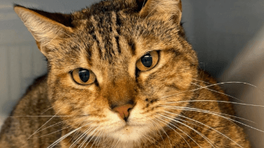 Gany wurde an der A3 bei Köln ausgesetzt: t-online verwendet das Foto mit Erlaubnis des Tierheims.