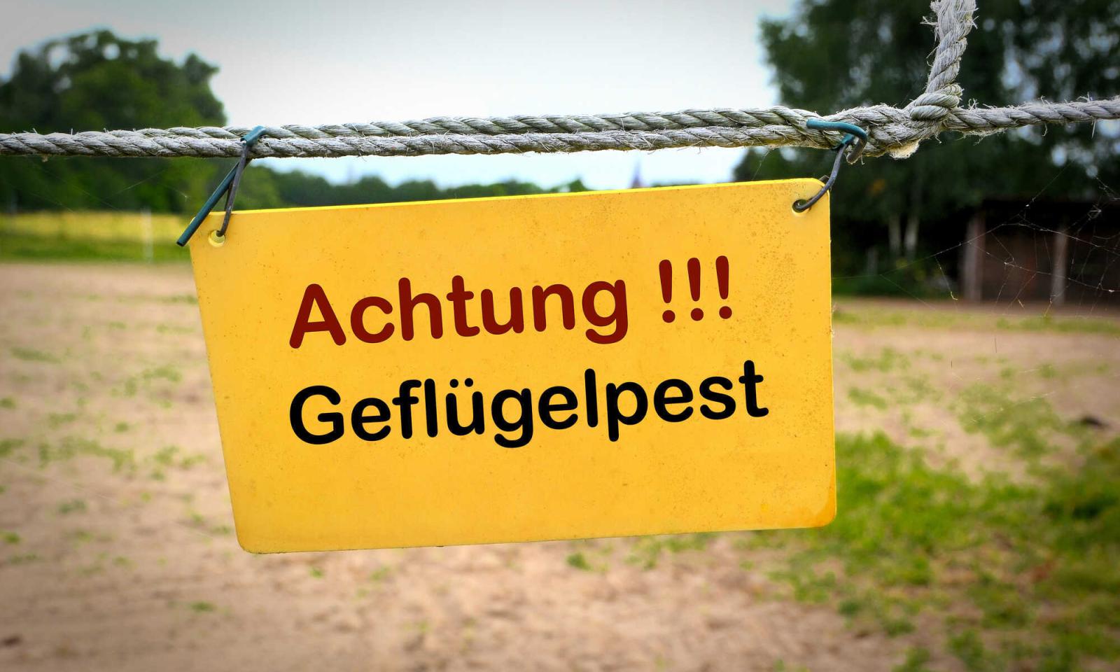 Geflügelpest in Brandenburg: Tausende Enten gekeult