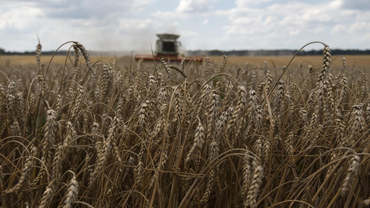 Russlands Krieg und das gestohlene Getreide der Ukraine