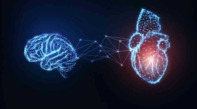 Herz und Gehirn