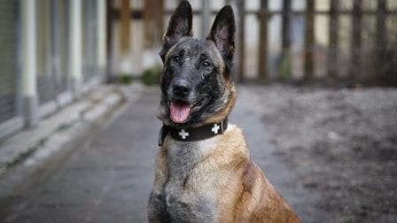 Hündin Angel: Sie landete zweimal unverschuldet im Tierheim – jetzt sucht sie ein Zuhause für immer. Hündin Angel: Sie landete zweimal unverschuldet im Tierheim – jetzt sucht sie ein Zuhause für immer.